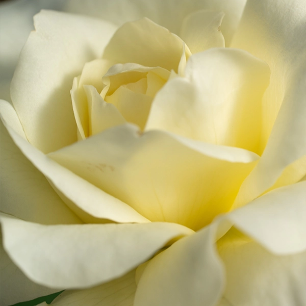 品種名シュークリーム