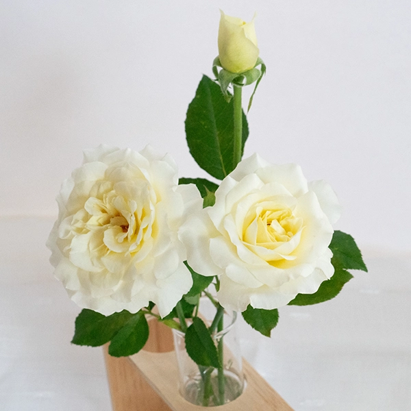 品種名シュークリーム