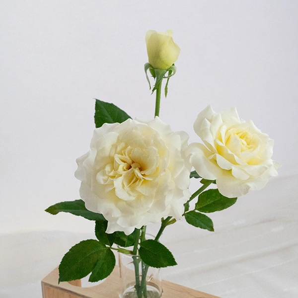 品種名シュークリーム