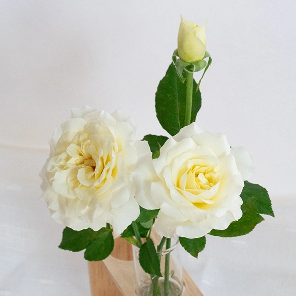 品種名シュークリーム