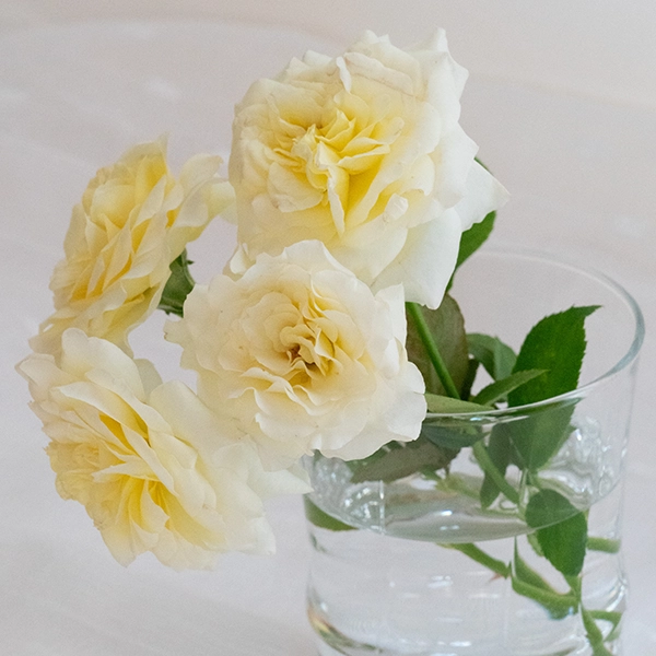 品種名シュークリーム