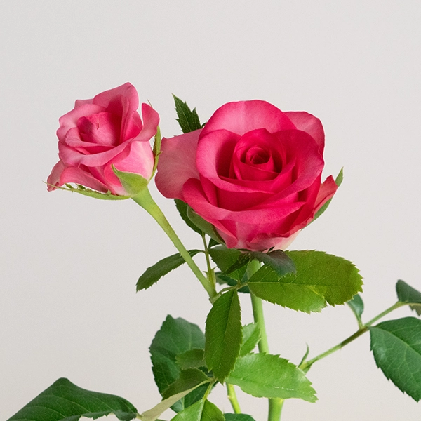 品種名トロピカルM