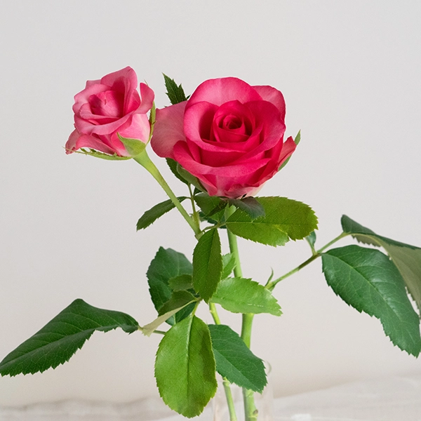 品種名トロピカルM