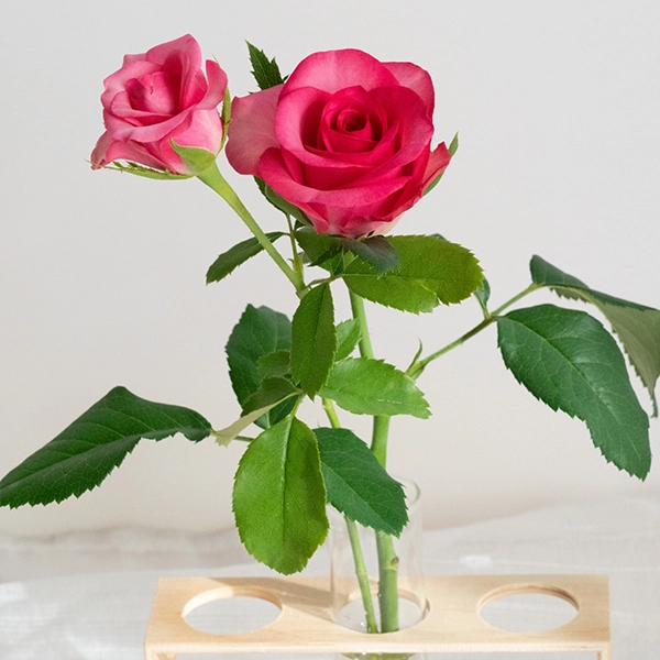 品種名トロピカルM