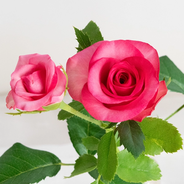 品種名トロピカルM