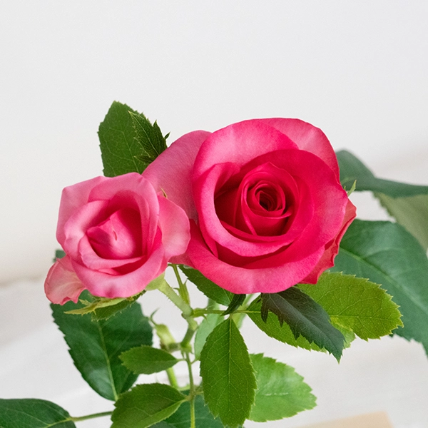 品種名トロピカルM