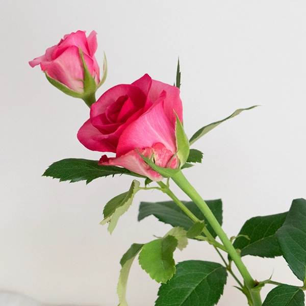 品種名トロピカルM