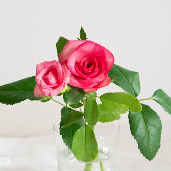 品種名トロピカルM