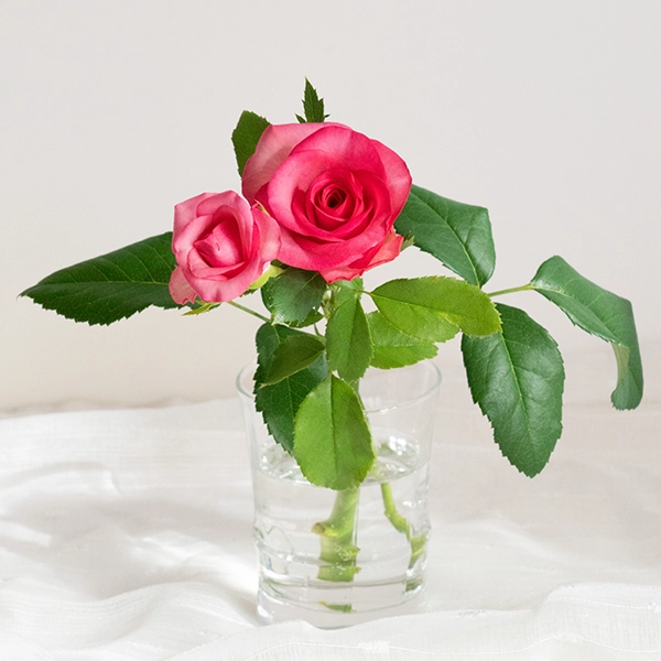 品種名トロピカルM