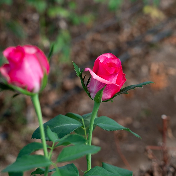 品種名トロピカルM