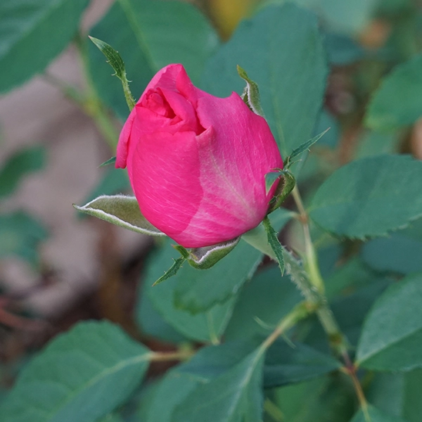 品種名トロピカルM