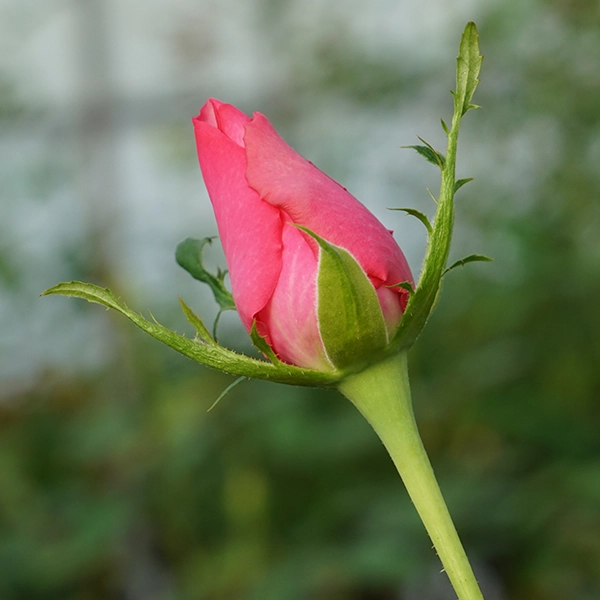 品種名トロピカルM