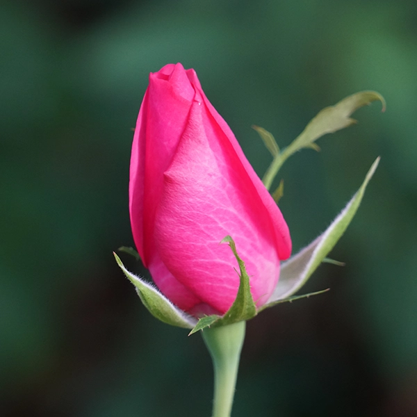 品種名トロピカルM