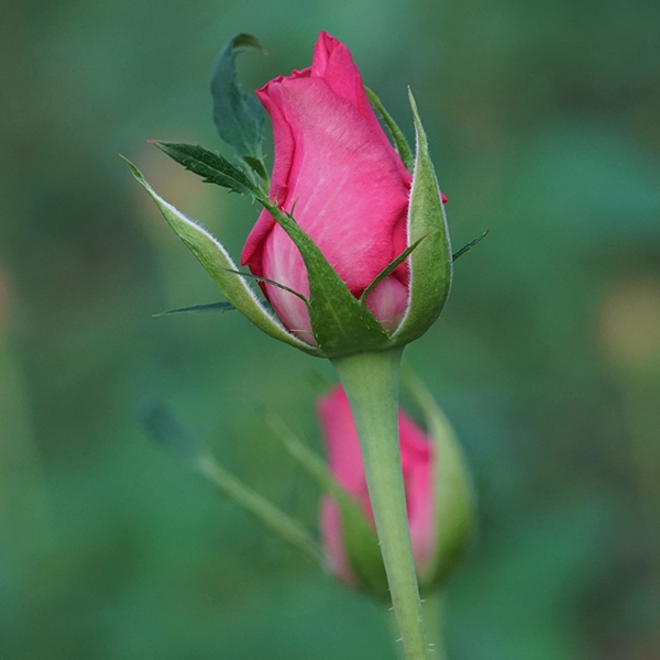 品種名トロピカルM