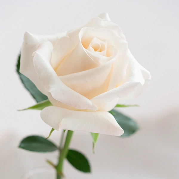 品種名ヴァレリア