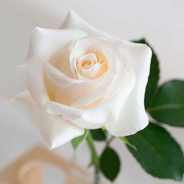 品種名ヴァレリア