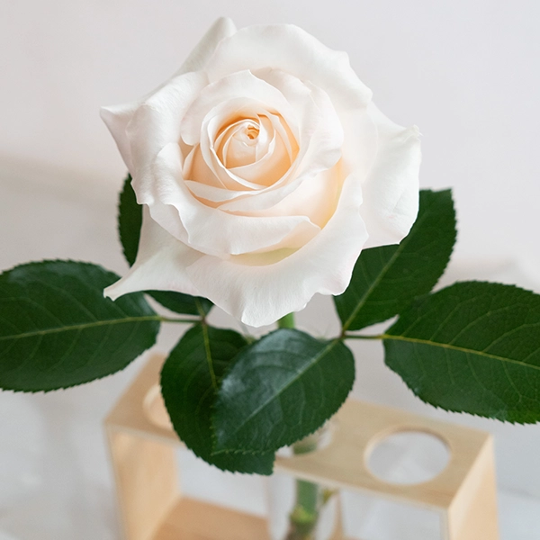 品種名ヴァレリア