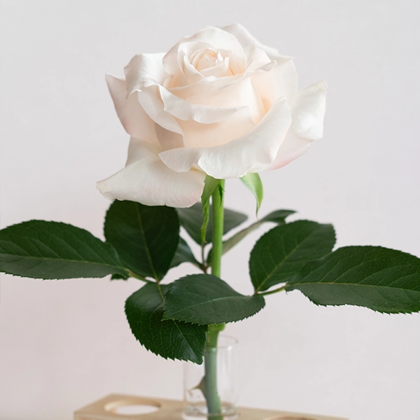 品種名ヴァレリア