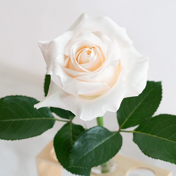 品種名ヴァレリア