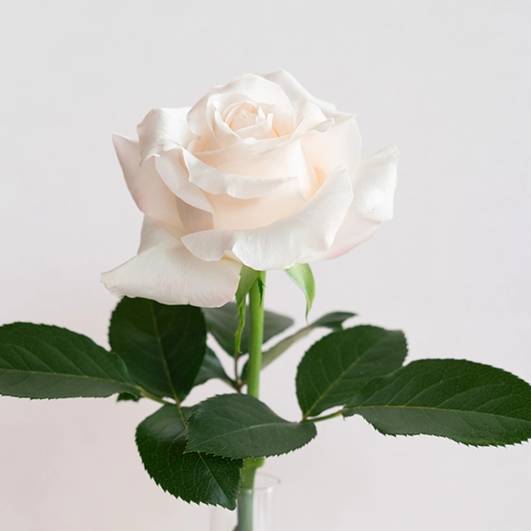 品種名ヴァレリア