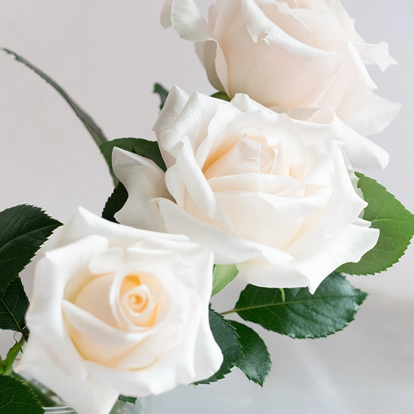 品種名ヴァレリア