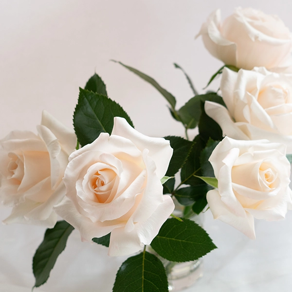 品種名ヴァレリア