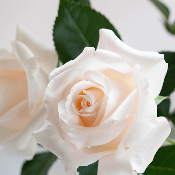 品種名ヴァレリア