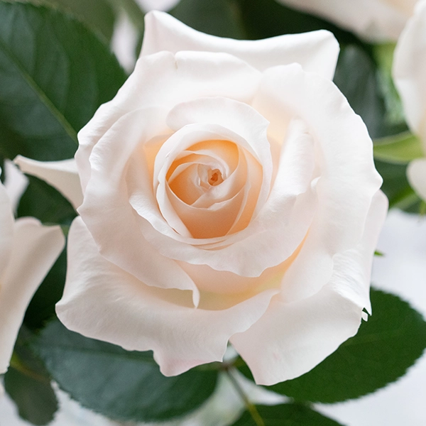 品種名ヴァレリア