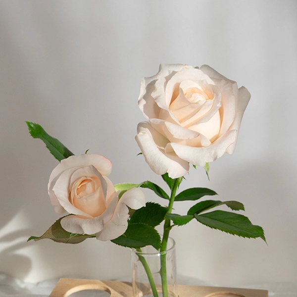 品種名ヴァレリア