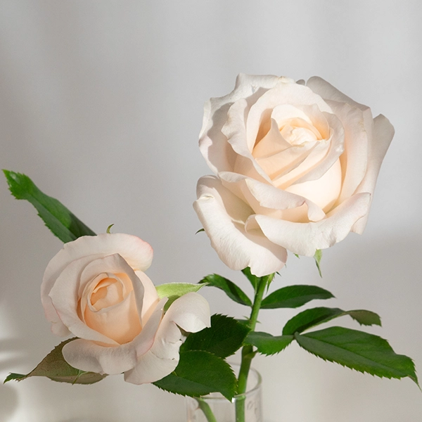 品種名ヴァレリア