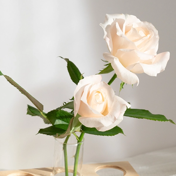 品種名ヴァレリア