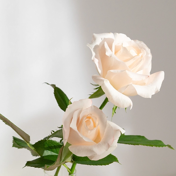 品種名ヴァレリア