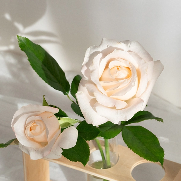 品種名ヴァレリア