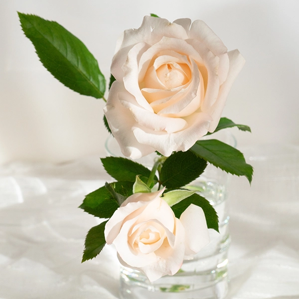 品種名ヴァレリア