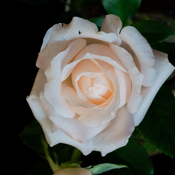 品種名ヴァレリア