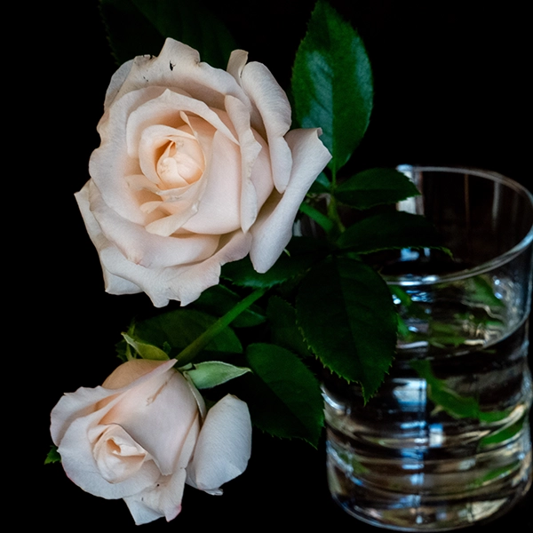 品種名ヴァレリア