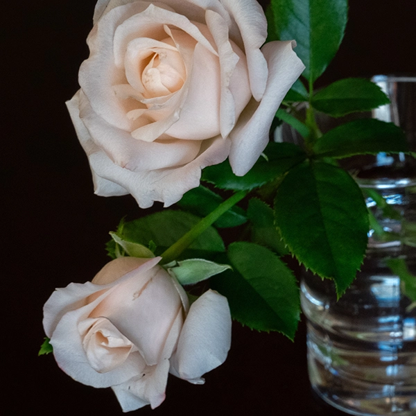 品種名ヴァレリア