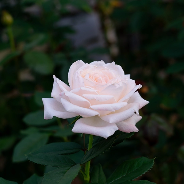 品種名ヴァレリア