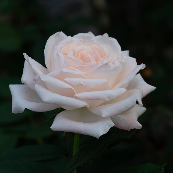 品種名ヴァレリア