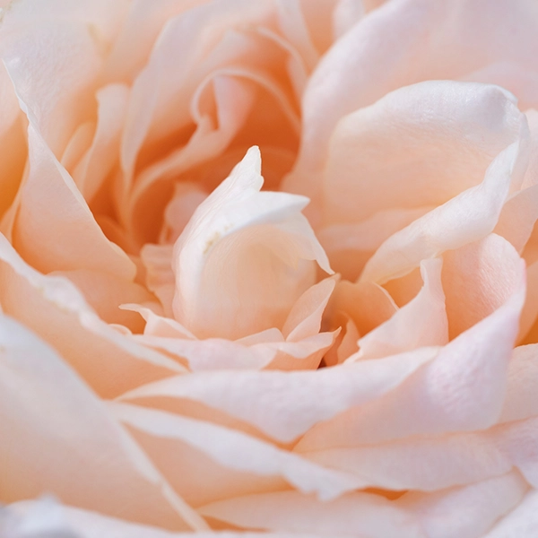 品種名ヴァレリア