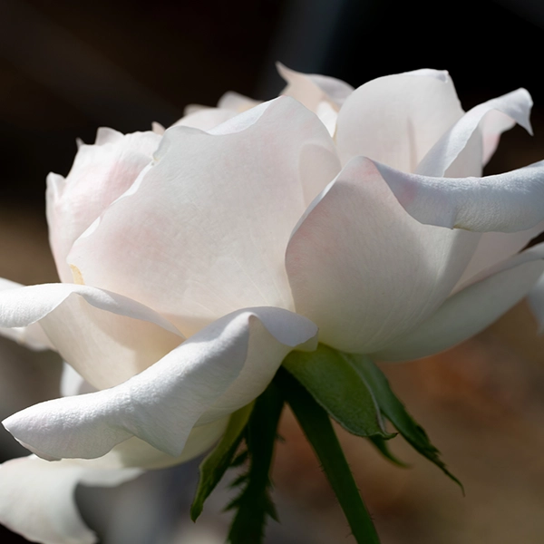 品種名ヴァレリア