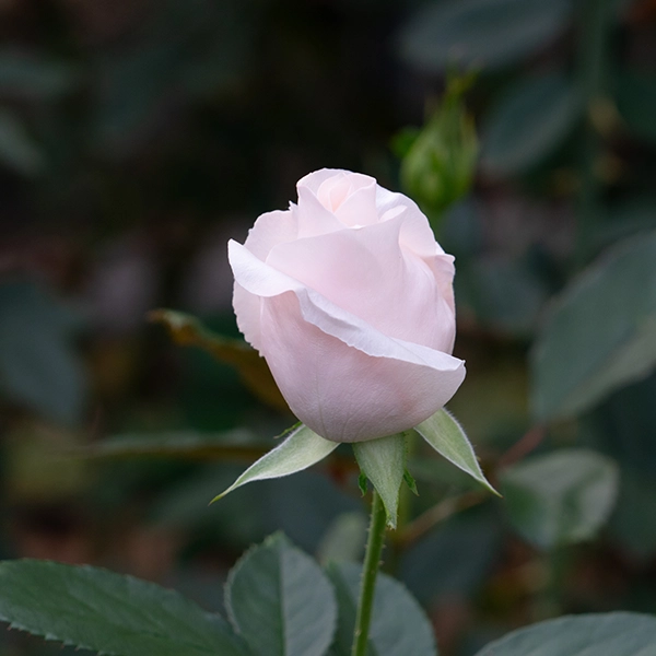 品種名ヴァレリア