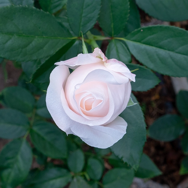 品種名ヴァレリア