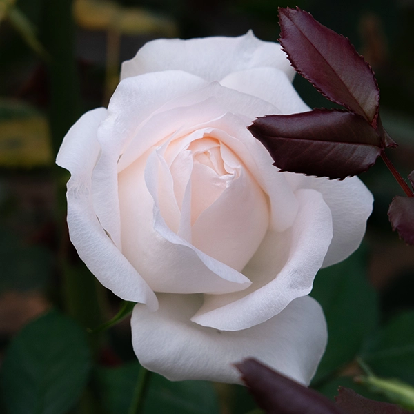 品種名ヴァレリア