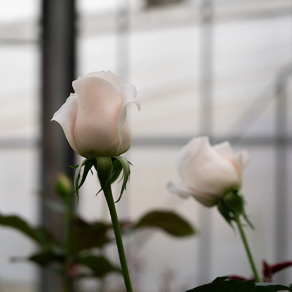 品種名ヴァレリア