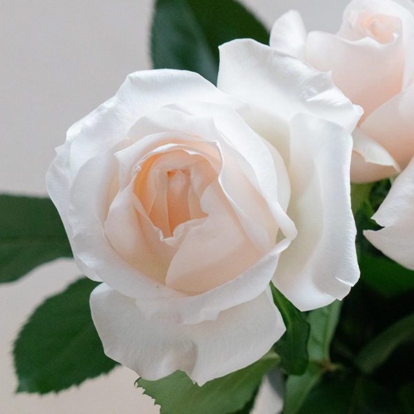 品種名ヴァレリア