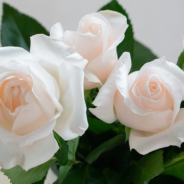 品種名ヴァレリア