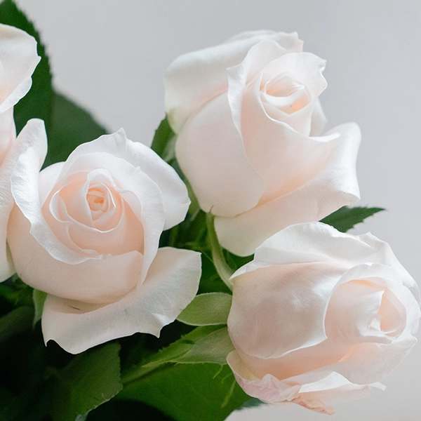 品種名ヴァレリア